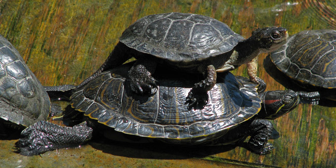 turtle stacking