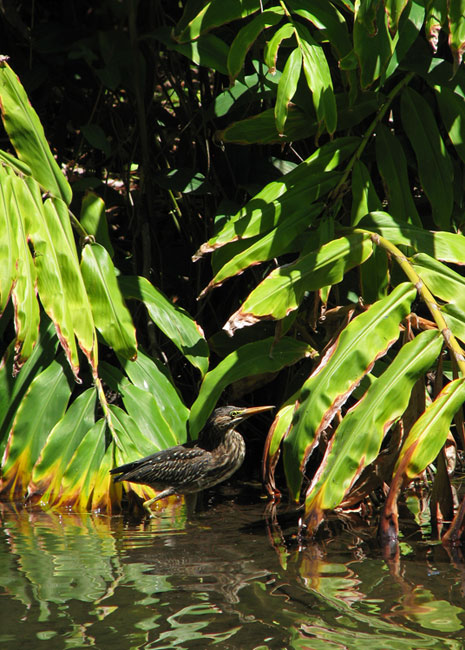 Green Heron wading