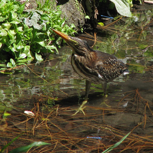 Green Heron & damsels