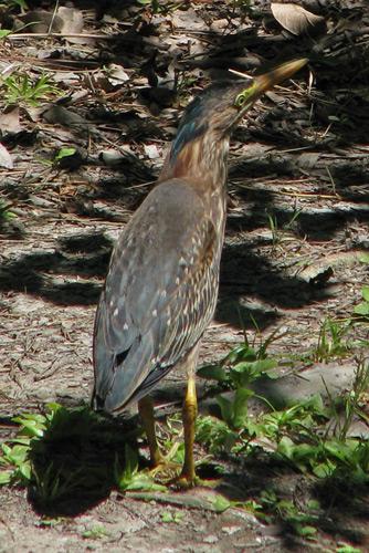 Green Heron looking green