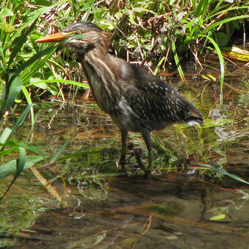 Green Heron searching