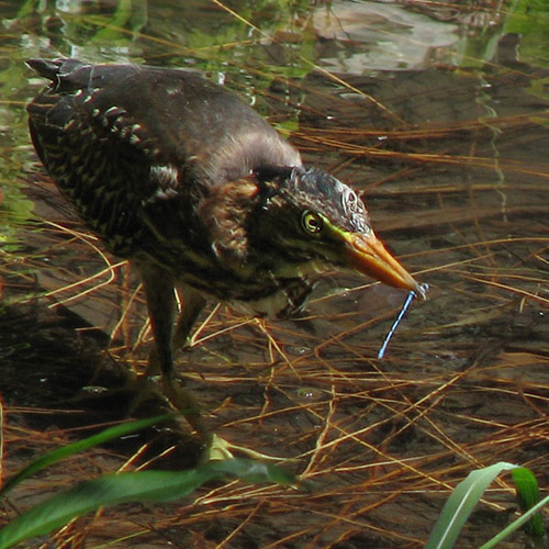 Green Heron nabbing damsel