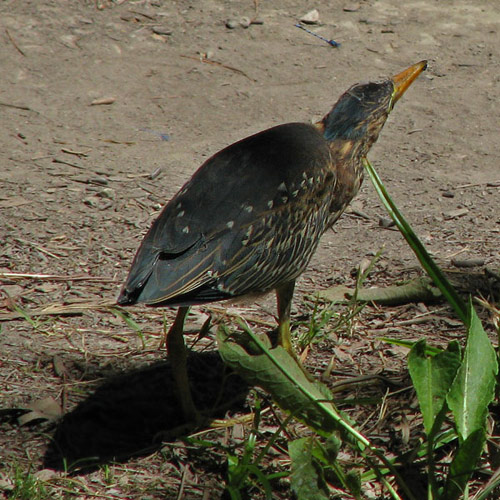 Green Heron nabbing damsel