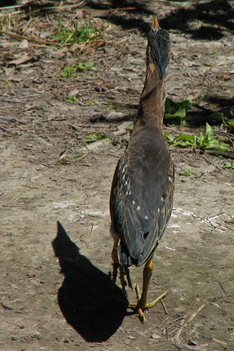 Green Heron & shadow