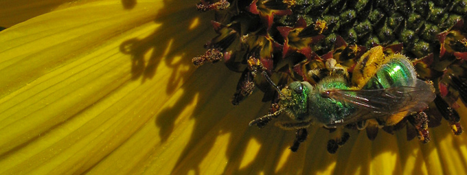 sweat bee & sunflower