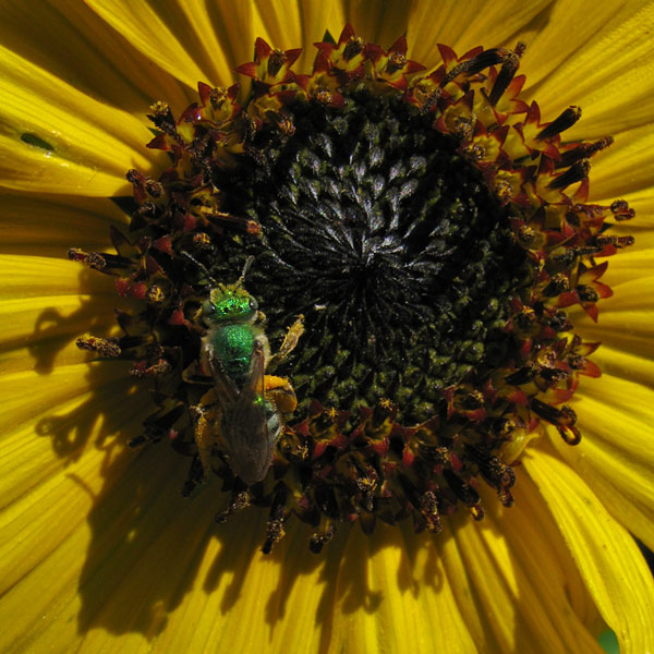 sweat bee & sunflower