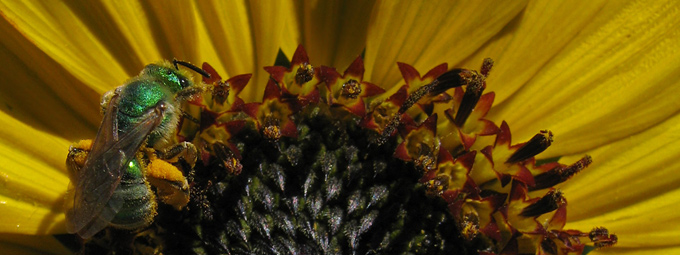 sweat bee & sunflower