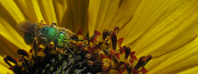 sweat bee & sunflower