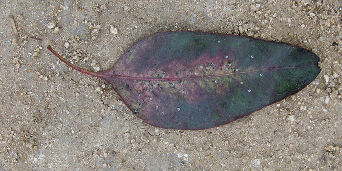 Eucalyptus leaf