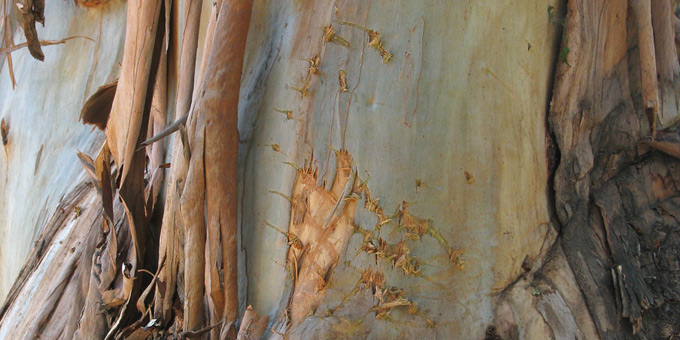 Black Bear claw marks on Eucalytpus