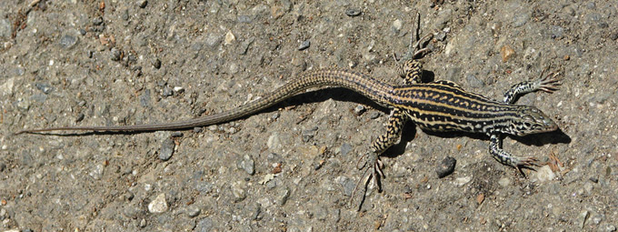 Coastal Whiptail, posing