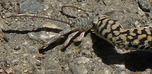 Coastal Whiptail, back claws