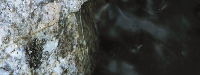 California Toad, juvenile on rock