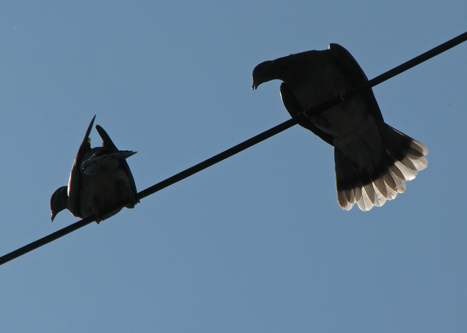 Band-tailed Pigeon on a wire