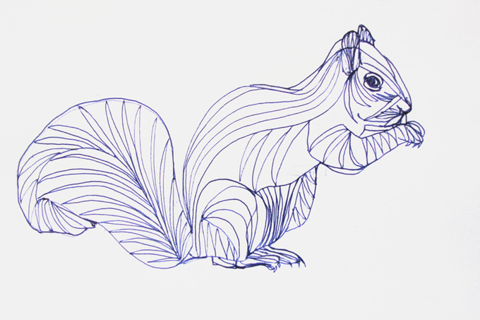 Gray Squirrel, daily doodle