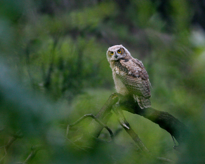 Great Horned Owl, immature in green