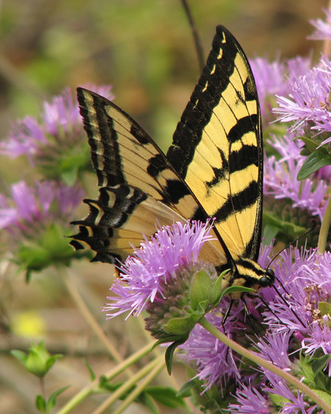 Western Tiger Swallowtail on Coyote Mint