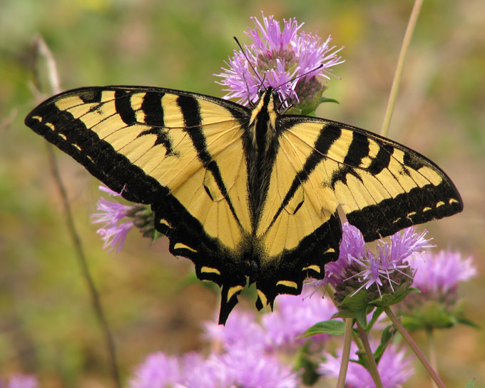 Western Tiger Swallowtail on Coyote Mint