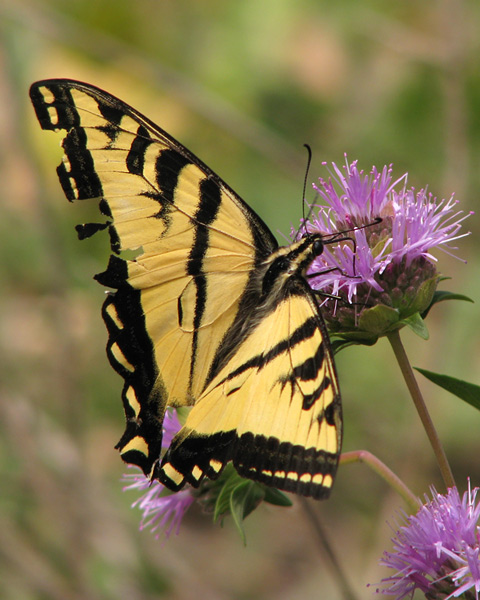 Western Tiger Swallowtail on Coyote Mint