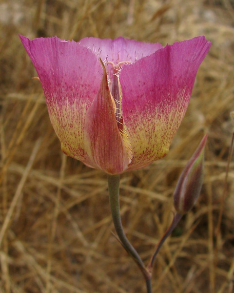 Plummer's Mariposa Lily