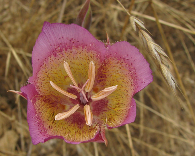 Plummer's Mariposa Lily