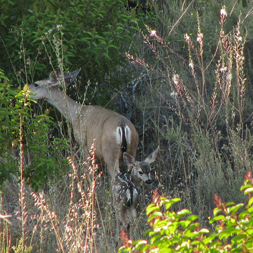 Mule Deer, female & fawn