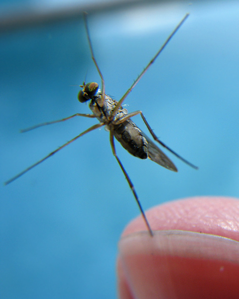 fly balancing act