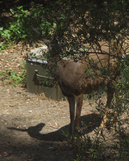 Mule Deer X Unicorn hybrid