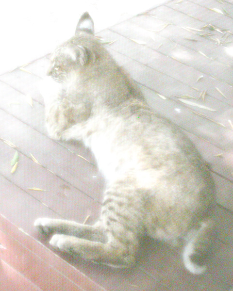 Bobcat on front porch, digital art