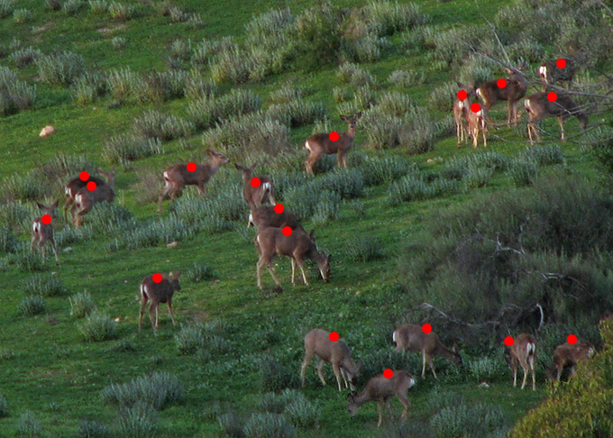 Mule Deer herd, count