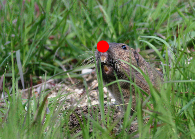 Botta's Pocket Gopher, count