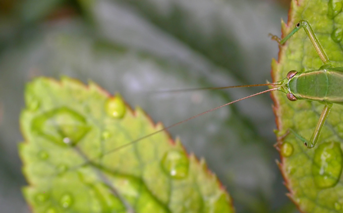 katydid contemplating