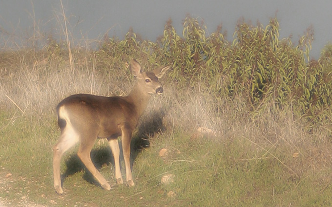 Mule Deer, alone