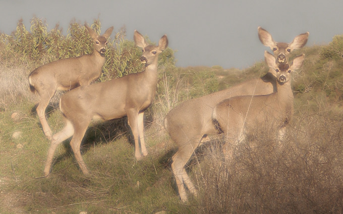 Mule Deer, company