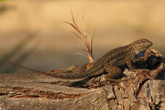 Western Fence Lizard, sunset profile