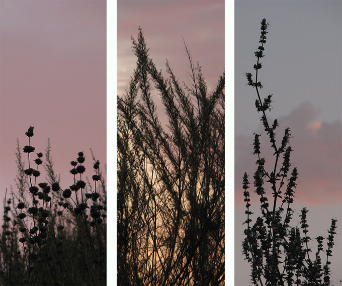 plants & sunset