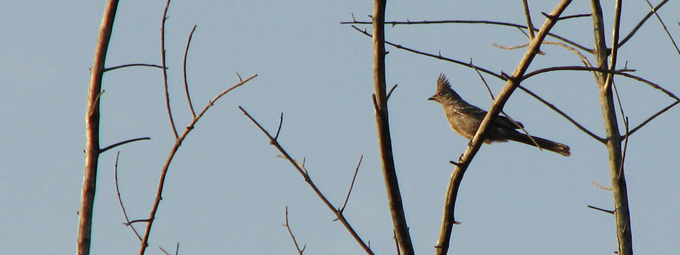 Phainopepla & branches