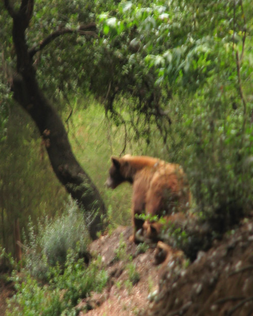 Black Bear with cubs