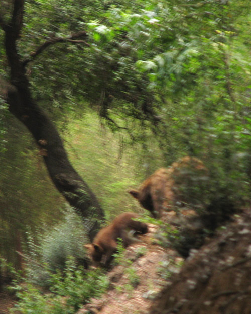 Black Bear with cubs