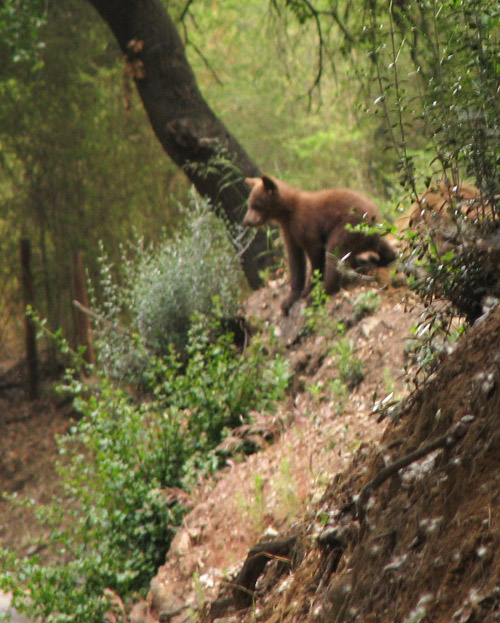 Black Bear with cubs