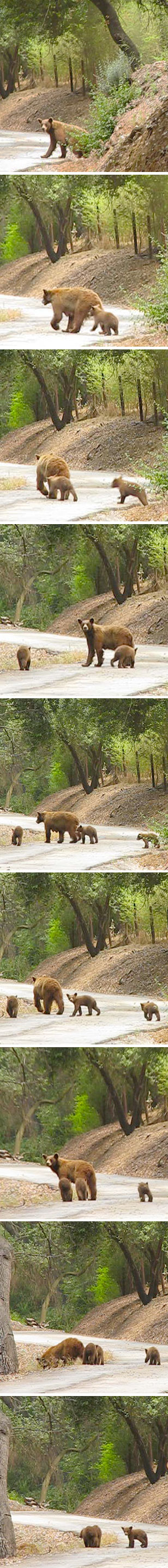 Black Bear with cubs