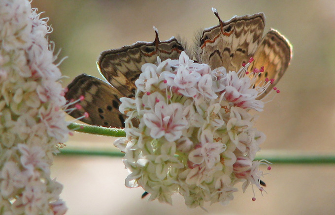 mystery butterfly