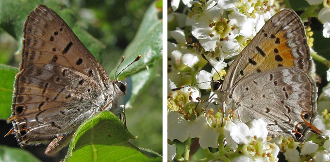 Tailed Copper (Lycaena arota)