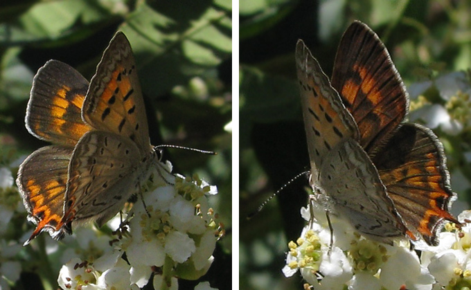 Tailed Copper (Lycaena arota)