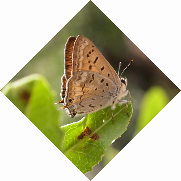 Tailed Copper (Lycaena arota)