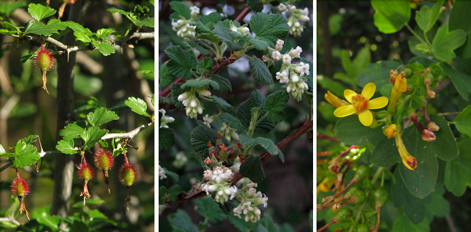 Ribes species