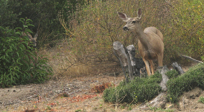 Mule Deer, female & fawn