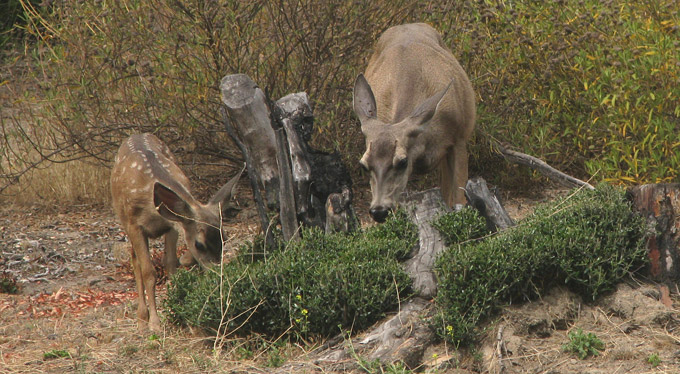 Mule Deer, female & fawn