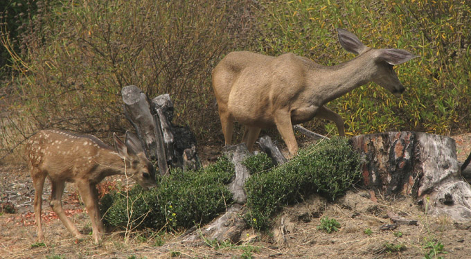 Mule Deer, female & fawn