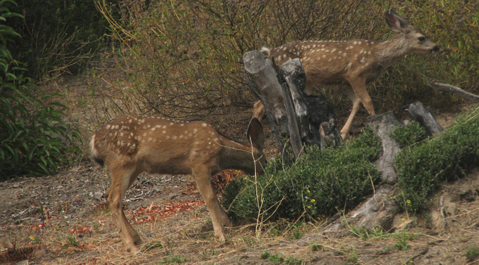 Mule Deer, female & fawn